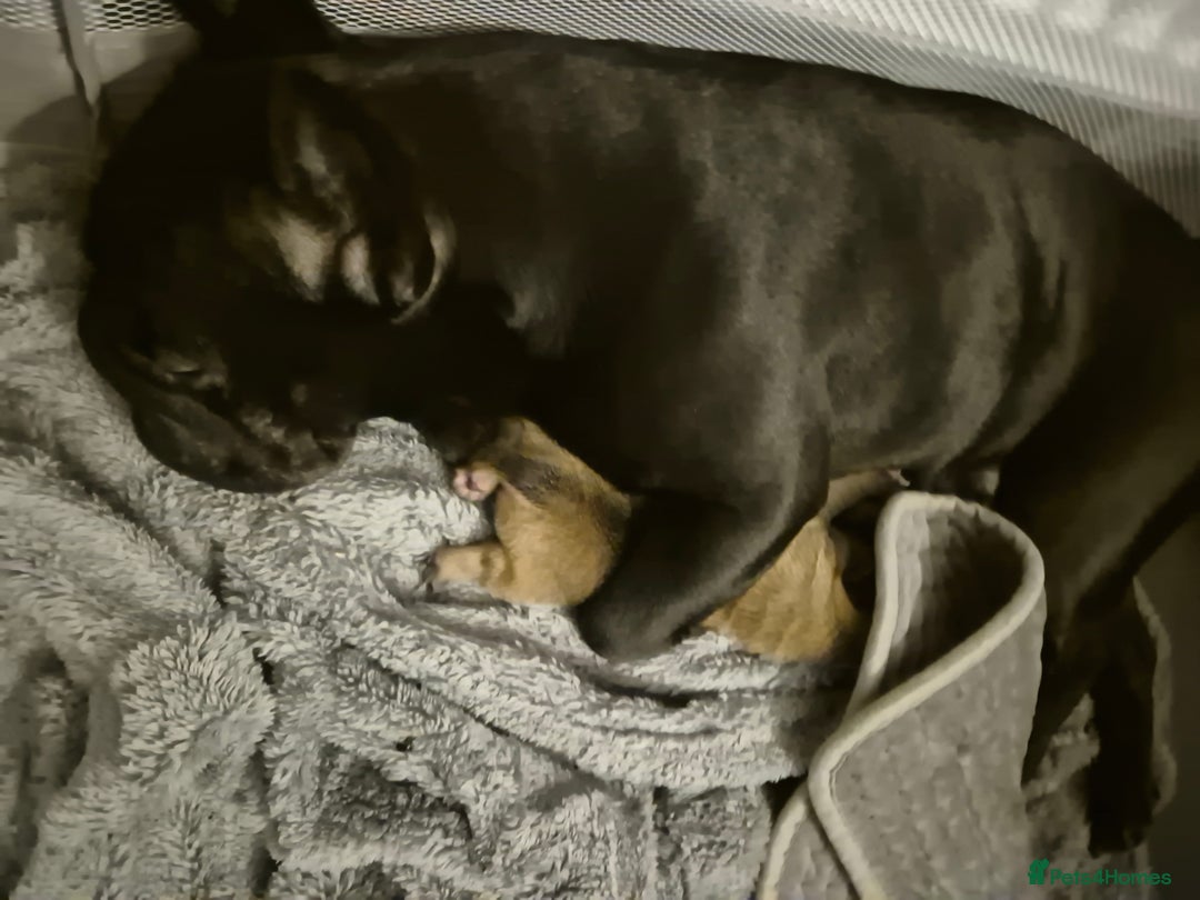 Frug dogs for sale: 1 beautiful girl left - Image 4