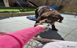 Labradoodle dogs for sale: charlie  - Image 4