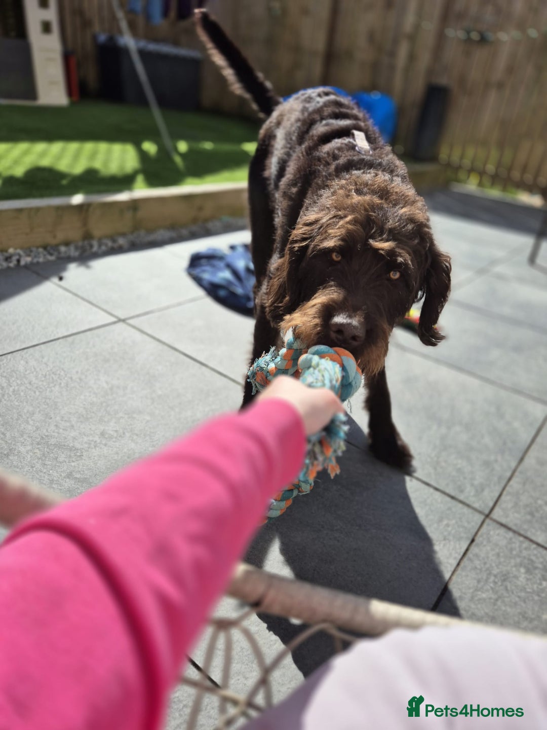 Labradoodle dogs for sale: charlie  - Image 4