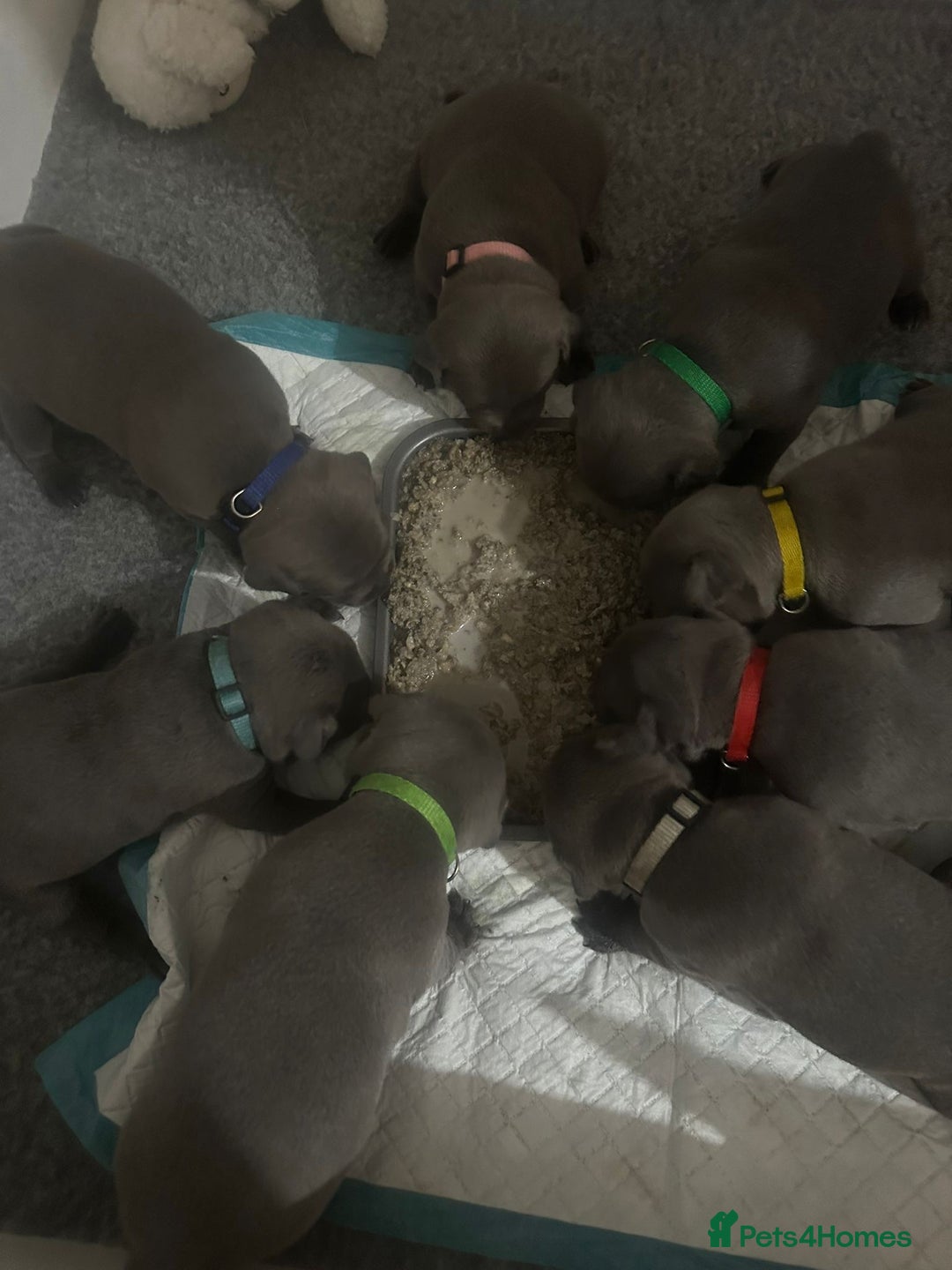 Staffordshire Bull Terrier dogs for sale: Piro daughter & Pharon (Bullscaff) pups for sale - Image 8
