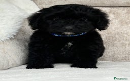Cockapoo dogs for sale: 😍😍 F1 cockapoo puppies 😍😍 - Image 9