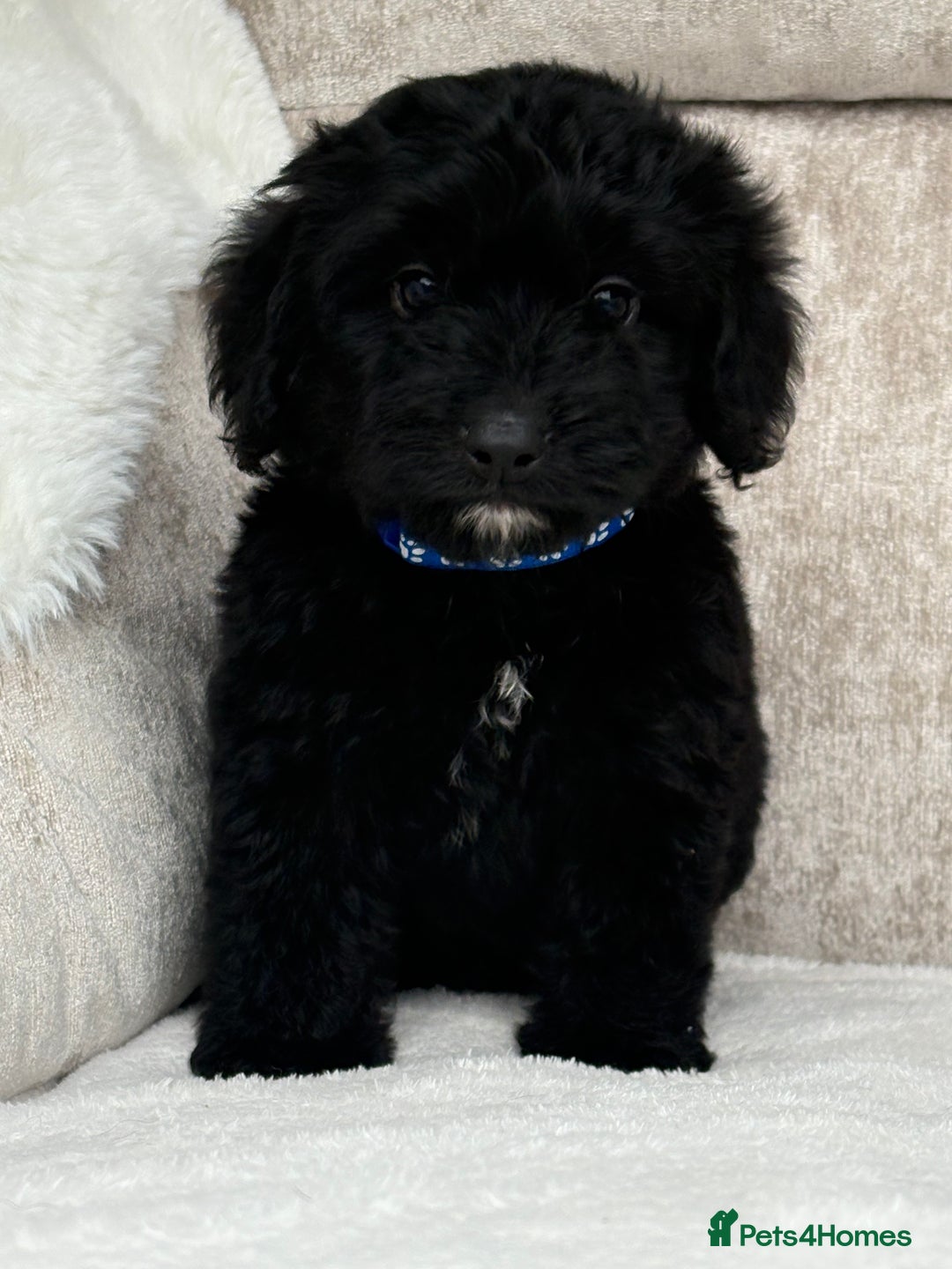 Cockapoo dogs for sale: 😍😍 F1 cockapoo puppies 😍😍 - Image 9