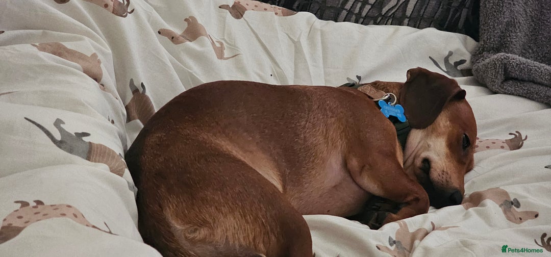 Dachshund dogs for sale: 2 year old named Frank  - Advert 2