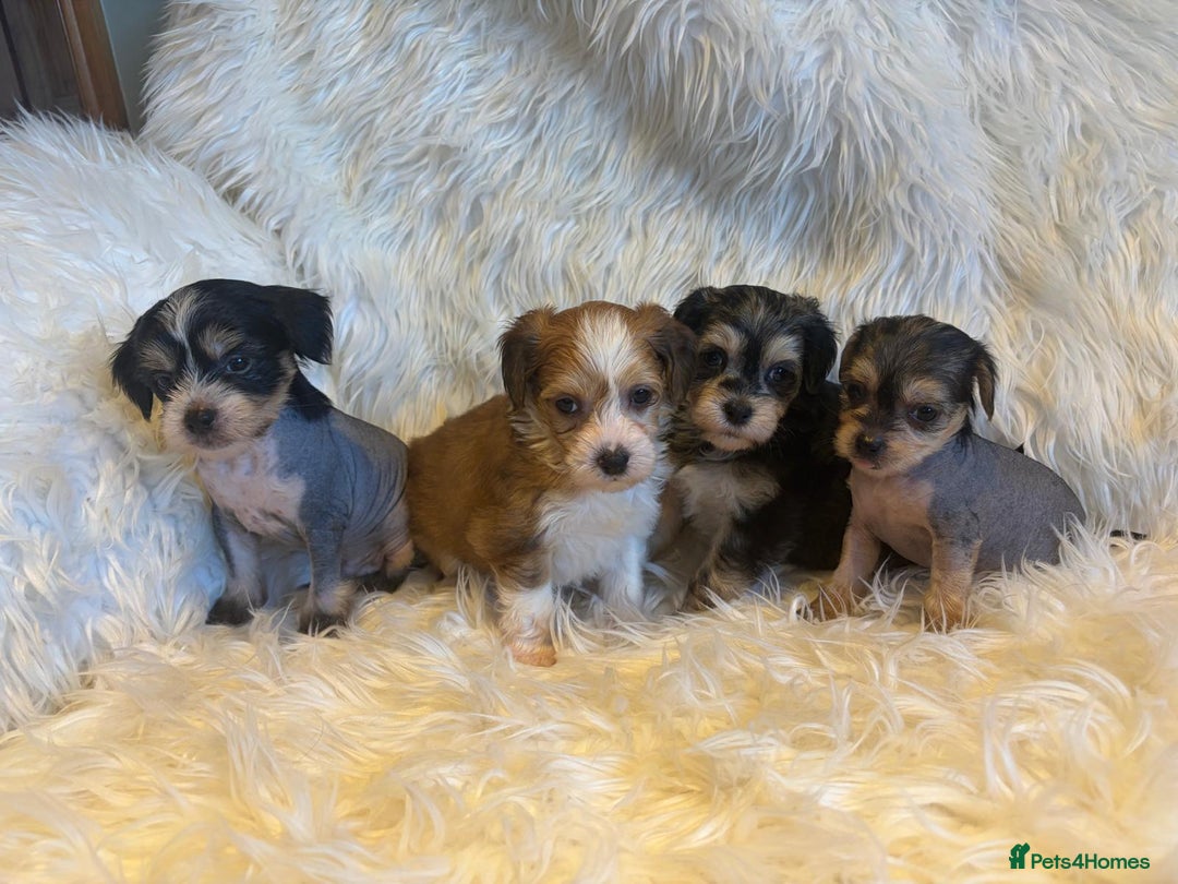 Chinese Crested dogs for sale: KC Reg Chinese created puppies - Advert 4