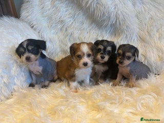 Chinese Crested dogs KC Reg Chinese crested puppies - Advert 4