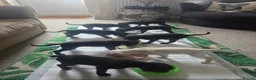 Mixed Breed dogs for sale: 🐾 Labrador × Whippet Puppies! 🐾 - Advert 10
