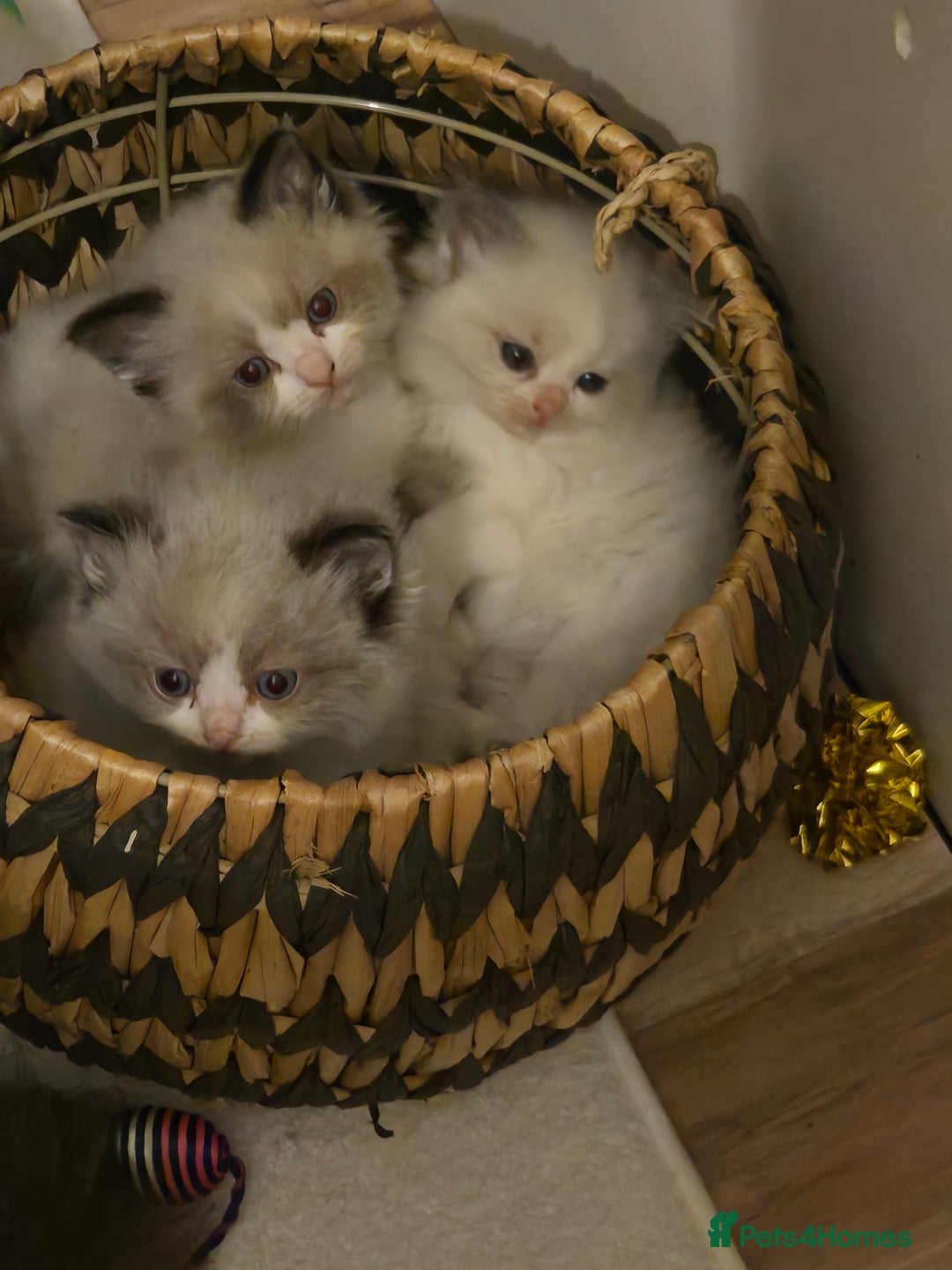 Ragdoll cats for sale: Stunning GCCF ragdolls - Advert 6