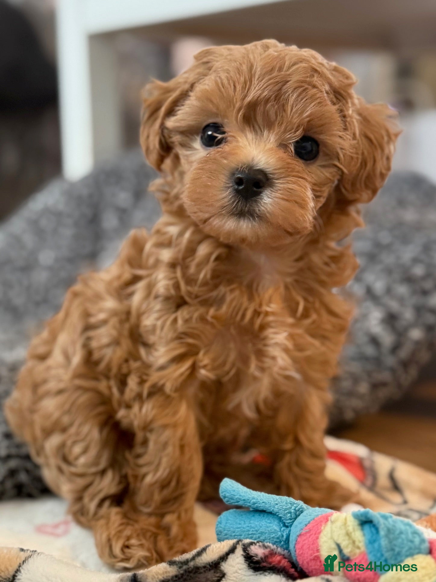 Maltipoo dogs Maltipoo f1 Maltese mum x Asian poodle dad - Advert 2