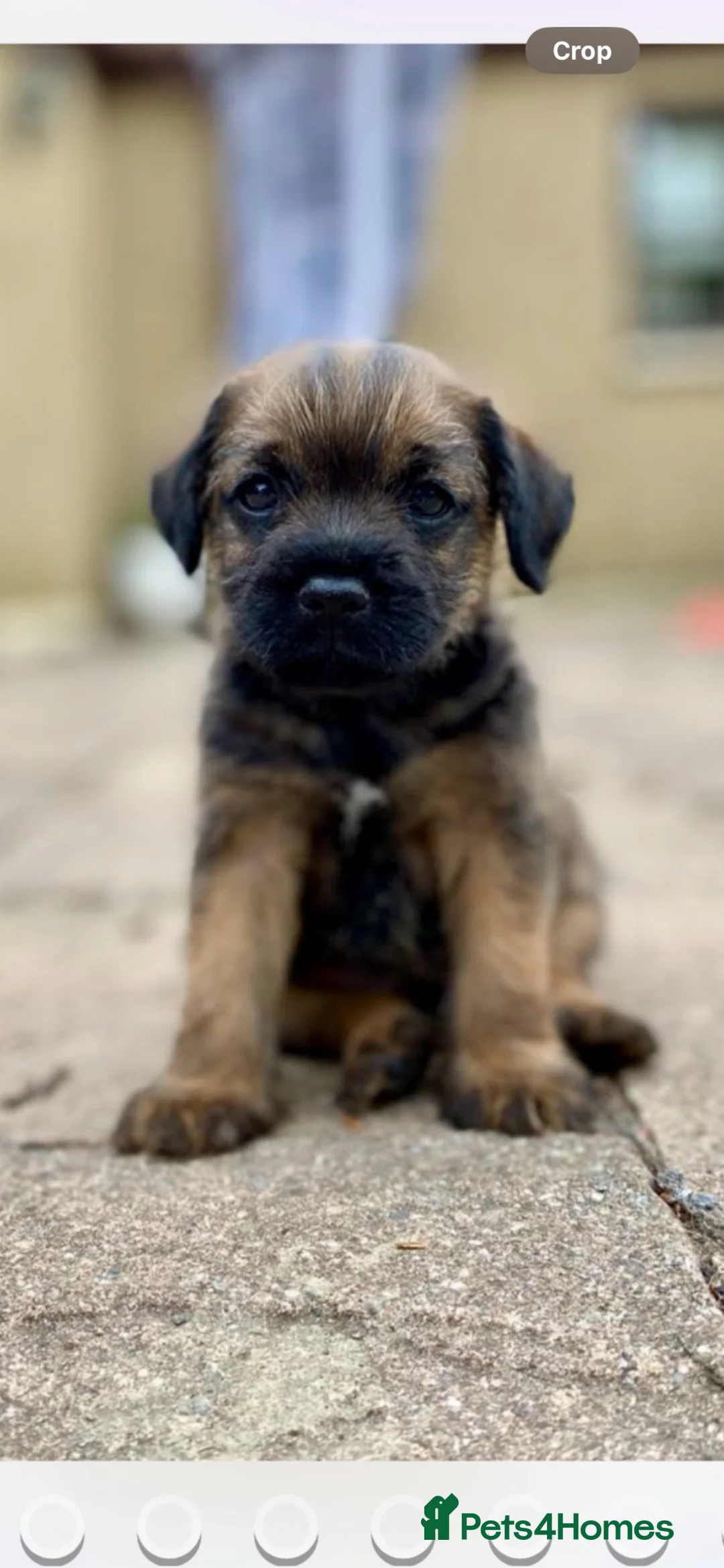 Border Terrier dogs for sale: Magnificent quality border terriers  - Advert 1