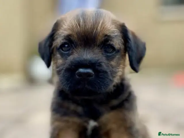 Border Terrier dogs for sale: Magnificent quality border terriers - Advert 1