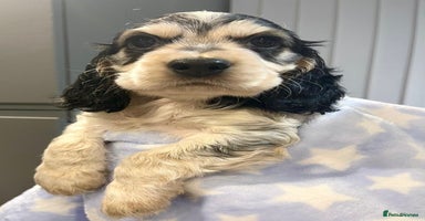 Cocker Spaniel dogs Fully health tested KC Cocker Spaniel puppies - Advert 7