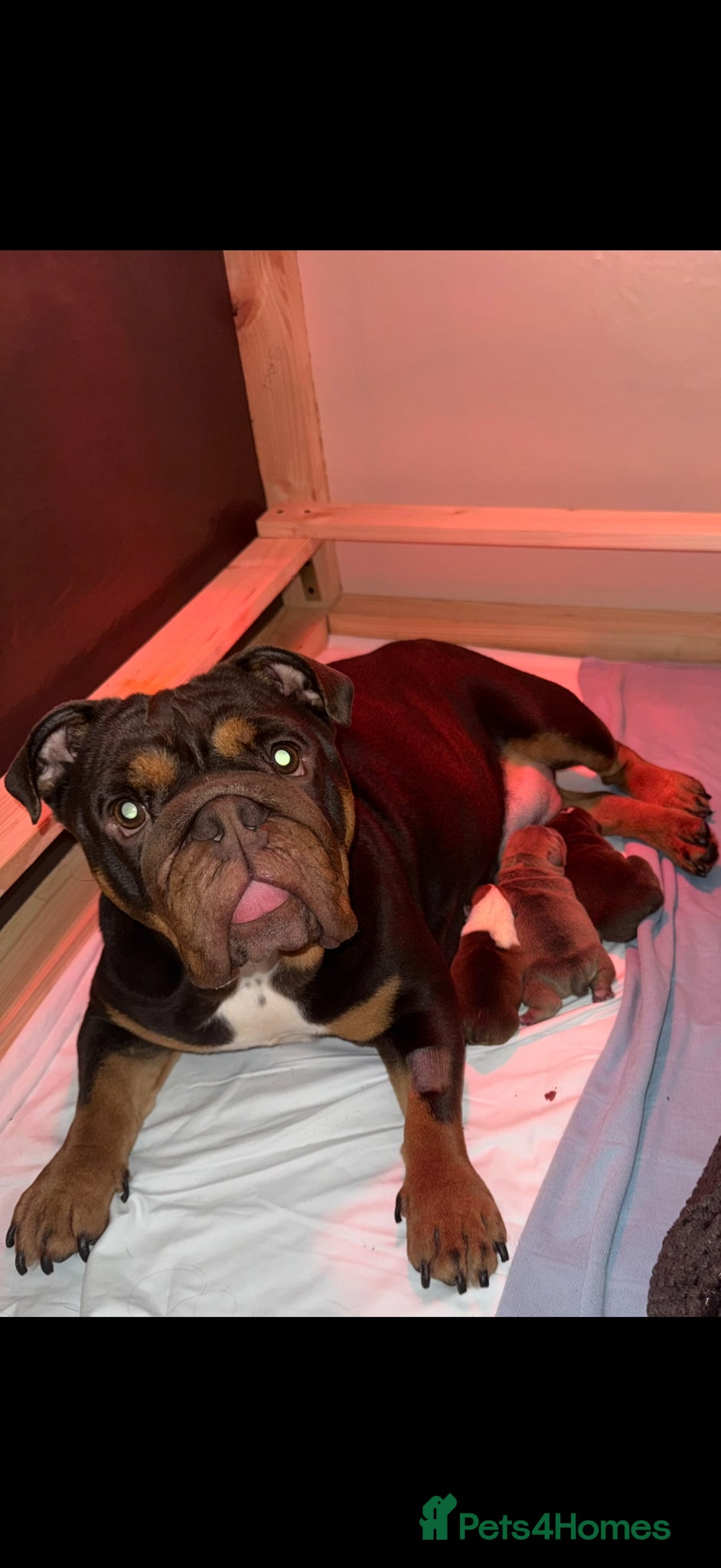 English Bulldog dogs Female Chocolate tri English bulldog  - Advert 1