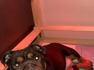 English Bulldog dogs Female Chocolate tri English bulldog - Advert 1