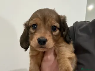 Miniature Dachshund dogs Beautiful Miniature dachshunds - Advert 18