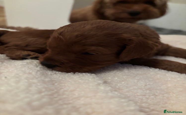 Cavapoo dogs - Advert 15