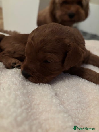 Cavapoo dogs - Advert 14