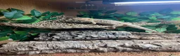 Bearded Dragon reptiles for sale: Pocket size dinosaur looking for a new home in St Albans - Advert 7