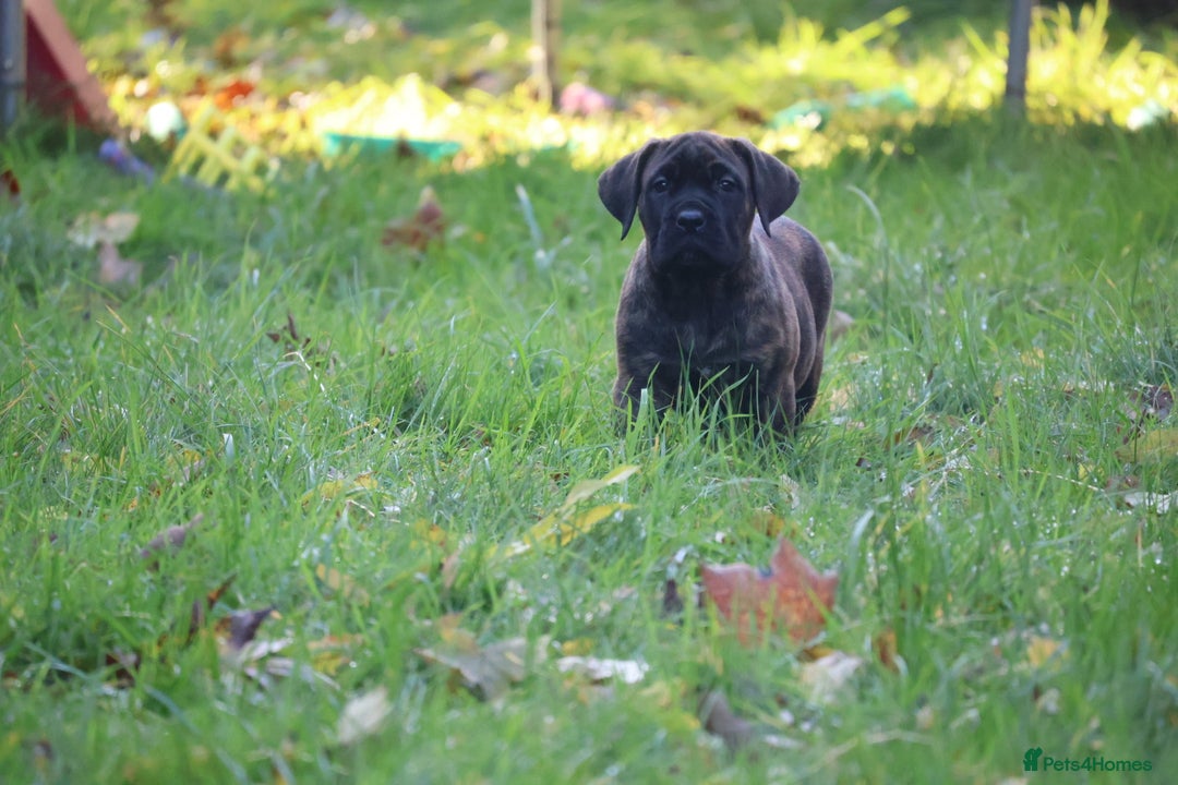 Presa Canario dogs for sale: Presa canario puppies (recognised breeder) - Image 14