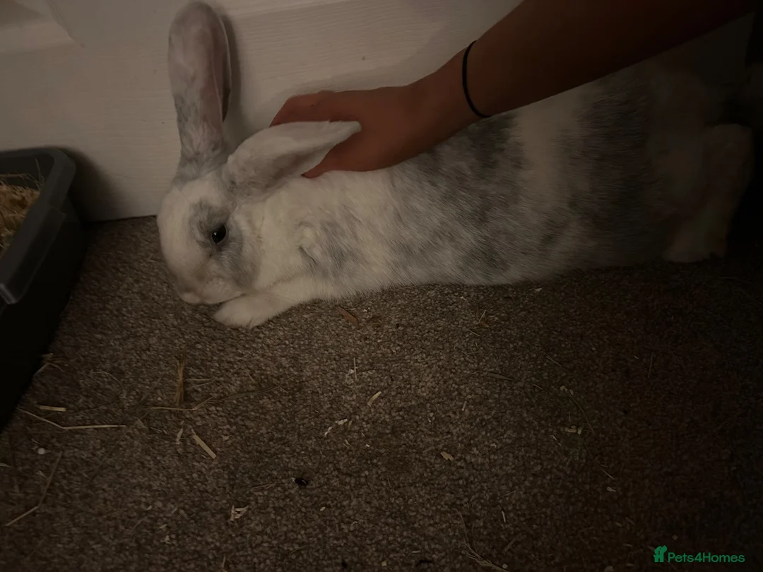 Mixed Breed rabbits for sale: grey and white marble rabbit in Stafford - Advert 3