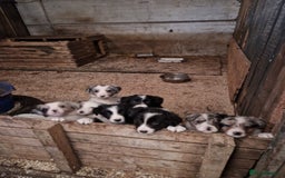 Border Collie dogs for sale: Border collie  pups  - Advert 1