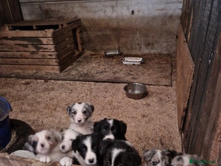 Border Collie dogs Border collie pups - Advert 2