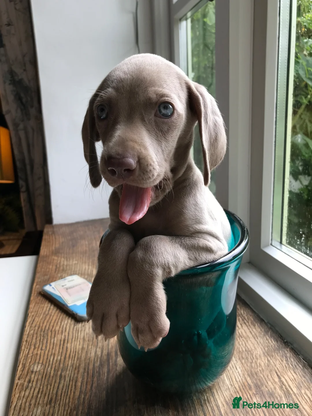 Weimaraner dogs for sale: Waiting list open  - Advert 1