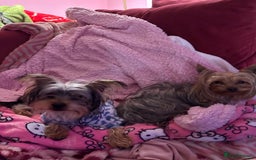 Yorkshire Terrier dogs for sale:  Yorkshire Terrier Puppies 😍🥰 2 available  - Image 8
