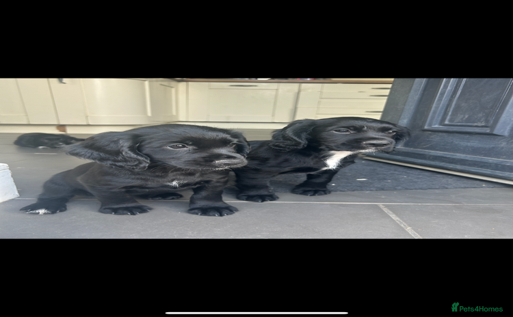 Cocker Spaniel dogs - Advert 12
