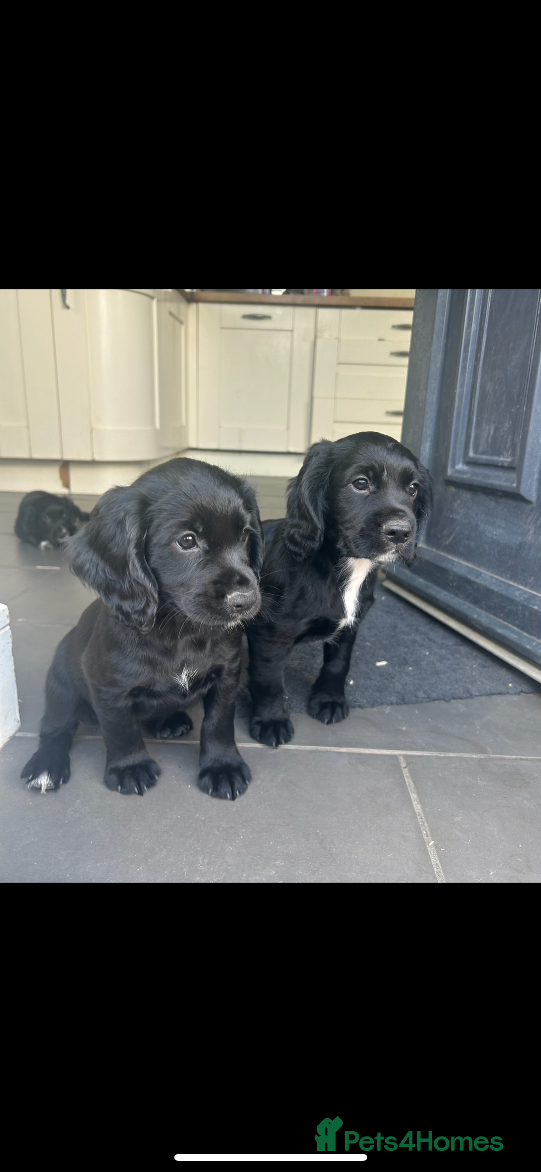 Cocker Spaniel dogs for sale: Excellent pedigree working Cocker Spaniel puppies - Image 1