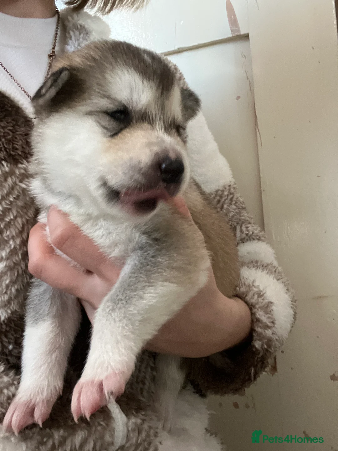 Utonagan dogs for sale: Alaskan Malamute PuppiesMicrochippedOnly 4 Left! - Advert 22