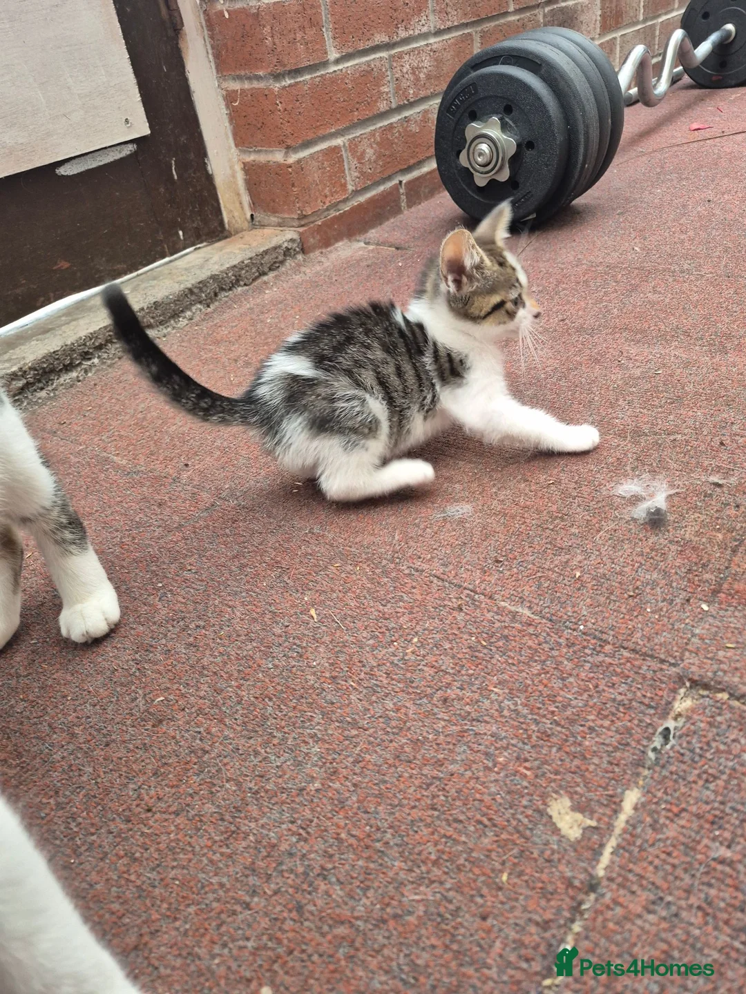 Mixed Breed cats for sale: Beautifully Mixed Siberians.  - Advert 9