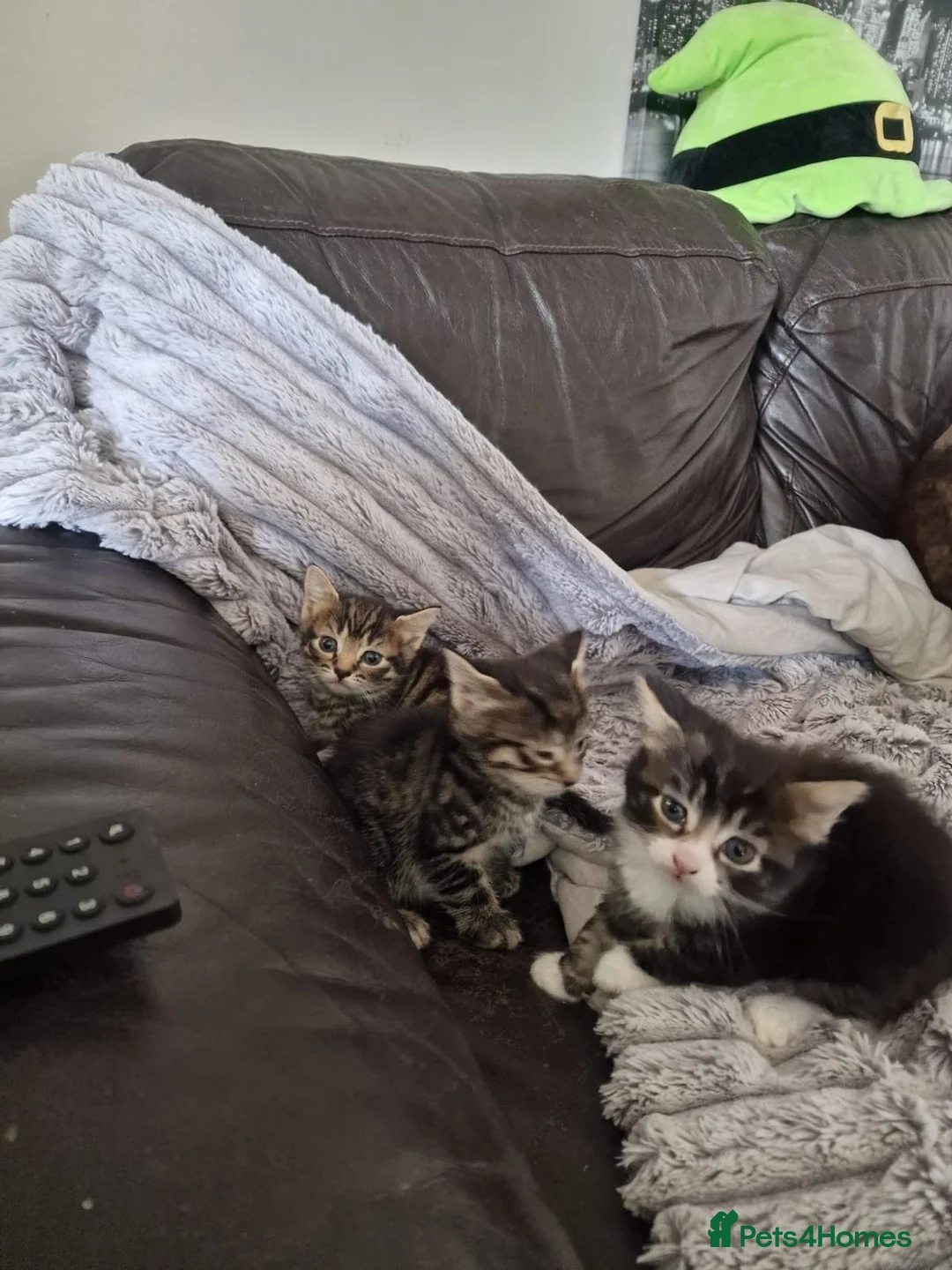 Mixed Breed cats for sale: Mixed breed kittens  - Advert 6