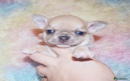 Chihuahua dogs for sale: KC REG HEALTH TESTED CHIHUAHUA BABIES - Image 16
