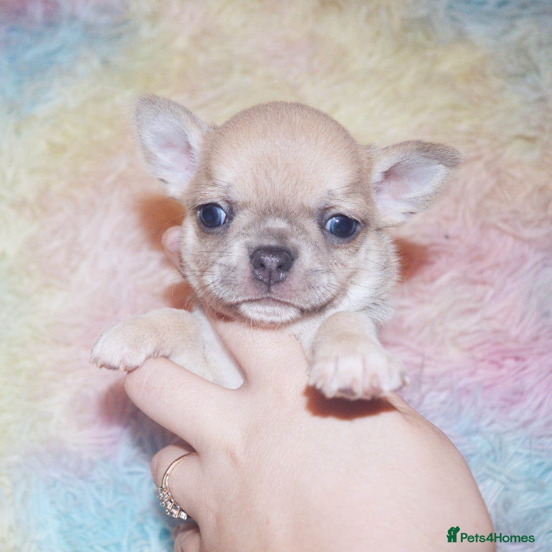 Chihuahua dogs for sale: KC REG HEALTH TESTED CHIHUAHUA BABIES - Image 16