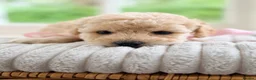 Mixed Breed dogs for sale: Stunning Shichon-poo teddies - Advert 22
