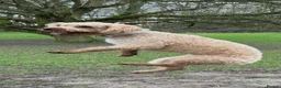 Labradoodle dogs for sale: Apricot labradoodle female F1B - Advert 5