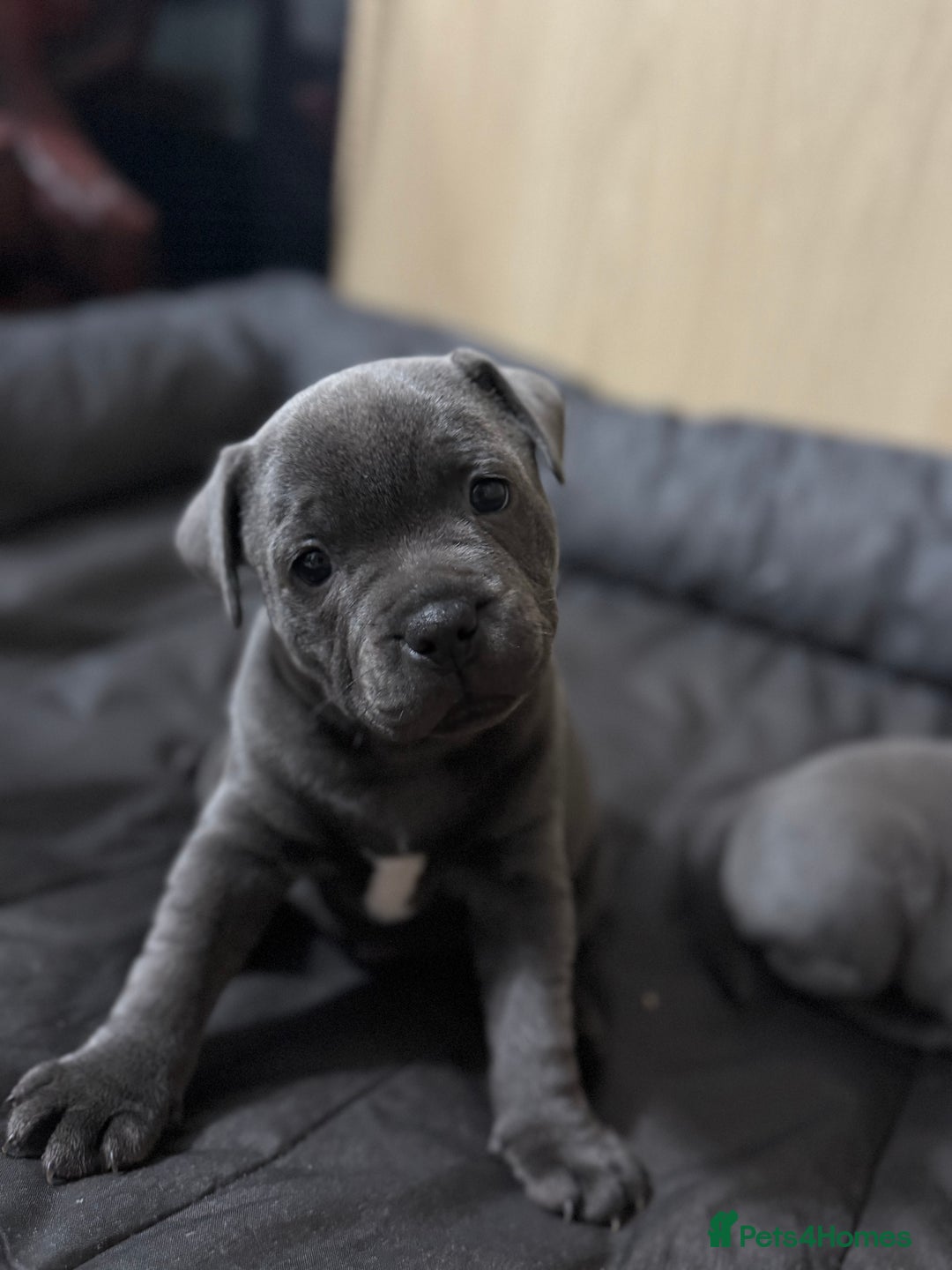 Staffordshire Bull Terrier dogs for sale: Blue Staff pups - Image 8