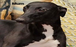 Whippet dogs for sale: Five Star KC Whippet Puppies - Image 17