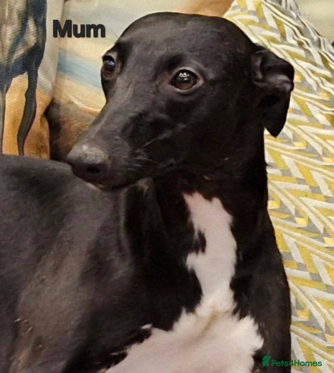 Whippet dogs for sale: Five Star KC Whippet Puppies - Image 17
