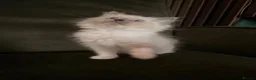 Ragdoll cats for sale: Stunning ragdoll kittens READY NOW - Advert 3