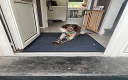 Sprocker dogs for sale: Sprocker spaniel  - Image 1