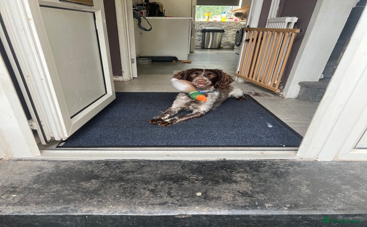 Sprocker dogs - Advert 1