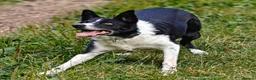 Border Collie dogs for adoption: Meet Max, looking for a new family or foster home - Advert 4