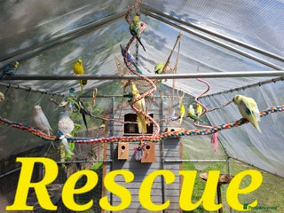 Budgerigars birds - Advert 26