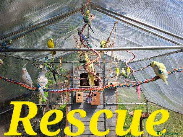 Budgerigars birds - Advert 9