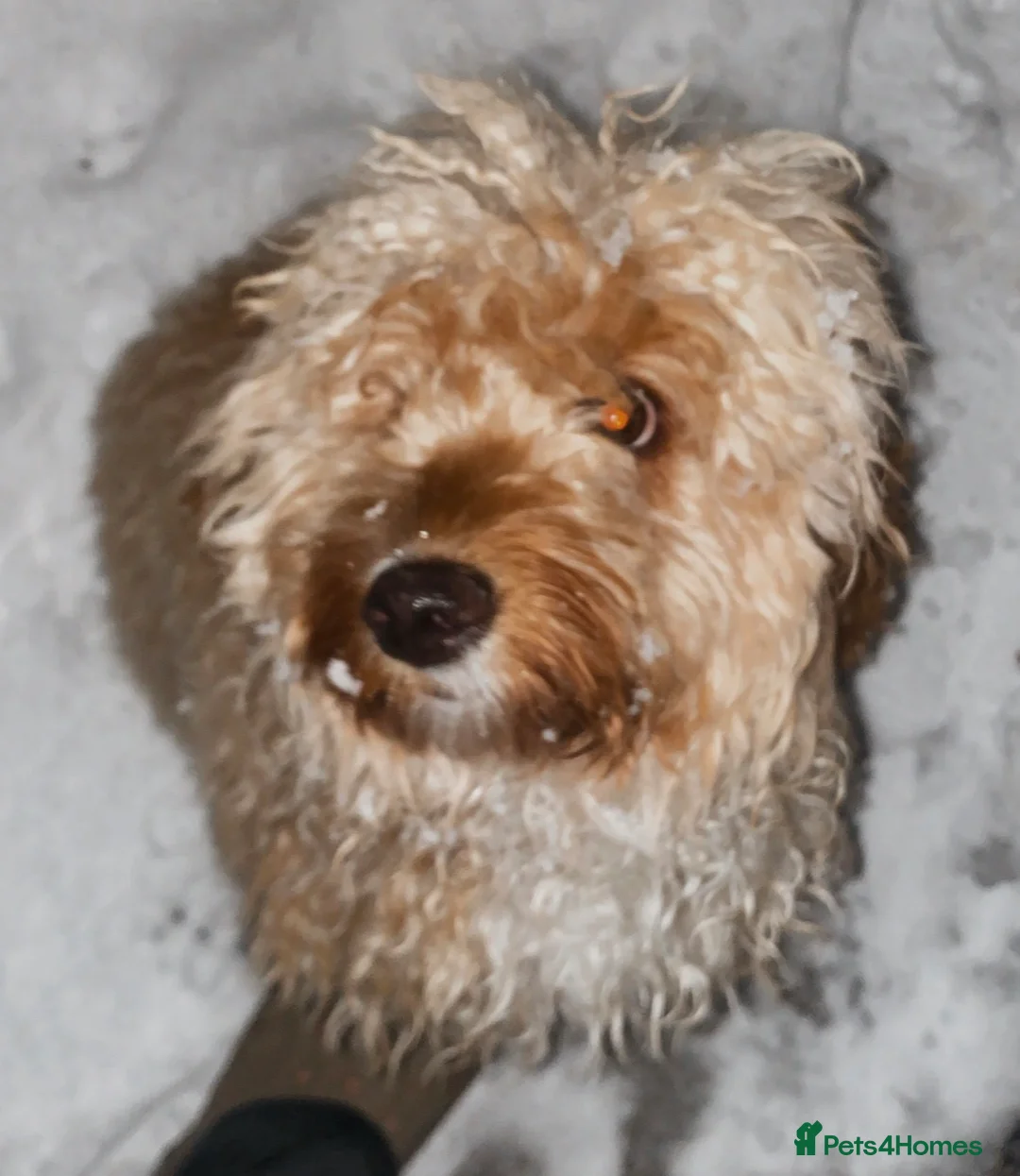 Cockapoo dogs for sale: Lailani 11 month old apricot F1 cockerpoo - Advert 2