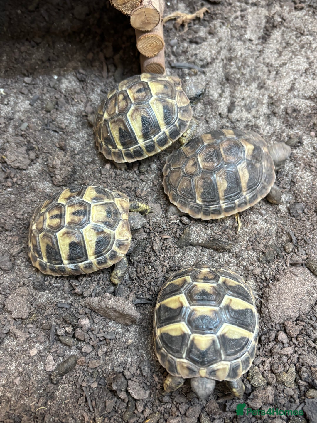 Tortoise reptiles for sale: Sulcata and Hermann Hatchlings  - Advert 7