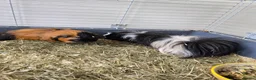 Guinea Pig rodents for sale: 2 MALES & FEMALE  - Advert 3