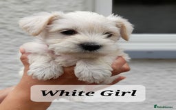 Miniature Schnauzer dogs for sale: Gorgeous sweet Schnauzer Puppies - Image 7