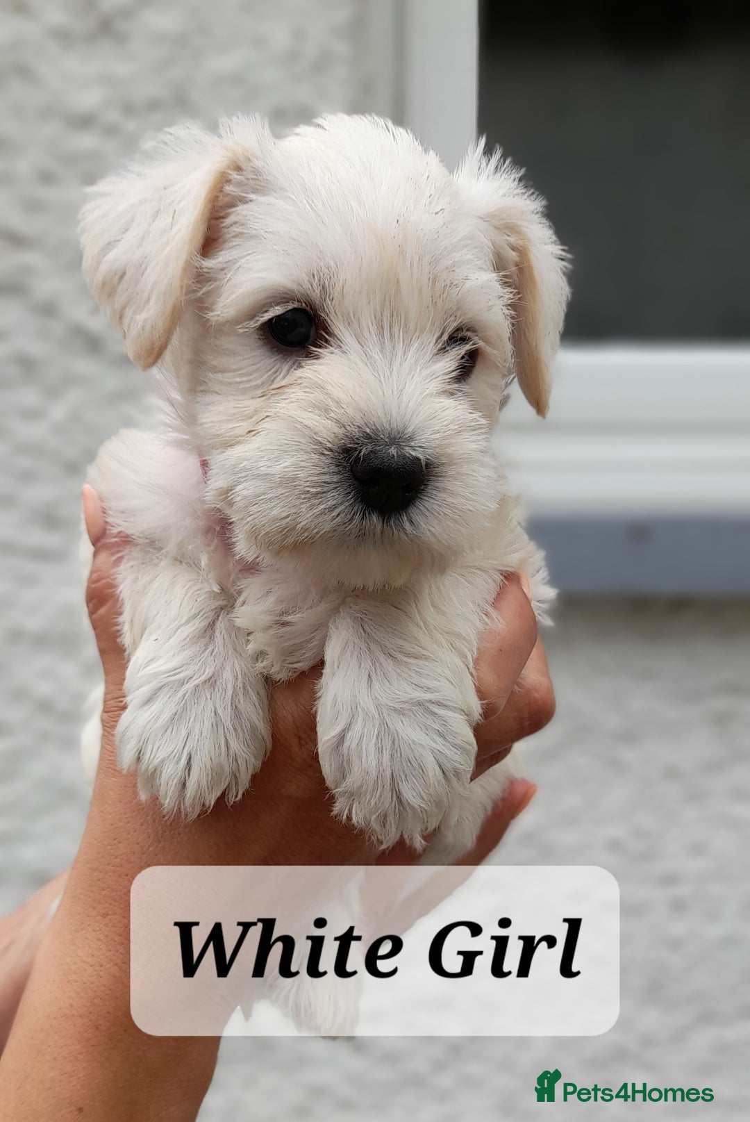 Miniature Schnauzer dogs for sale: Gorgeous sweet Schnauzer Puppies - Image 7